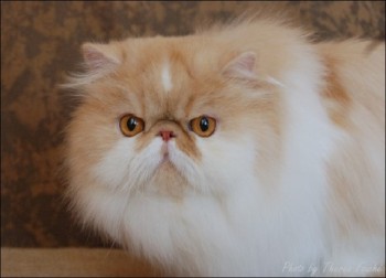 red shaded bi-color persian cat