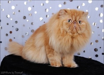 red tabby persian cat