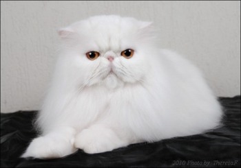 white persian cat