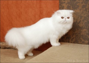 white persian cat