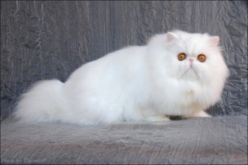 white persian cat 