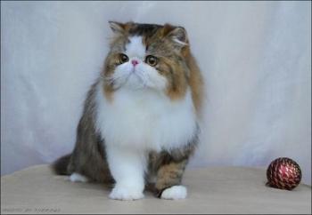 persian cat