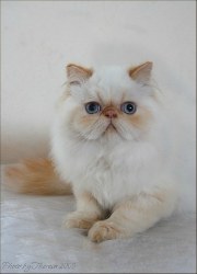 persian cat red point color point