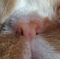 constricted cat nostrils
