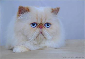 longhaired persian cat