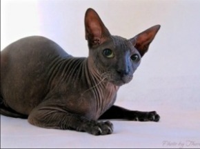 peterbald with black coat