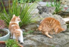 Manx cats