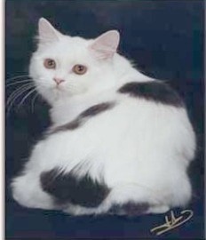 black and white Manx cat