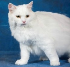 Cymric - longhaired Manx