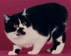 rumpy, black & white Manx cat