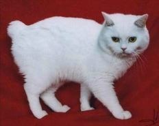 white Manx cat