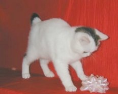 Brown Tabby and White Van Manx Kitten with stubby tail