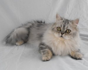 napoleon cat