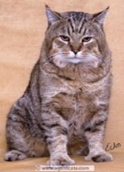 pixie bob, a bobtailed cat
