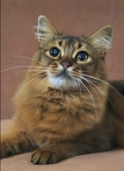 somali cat, ruddy color