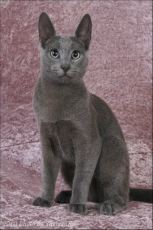 russian blue cat