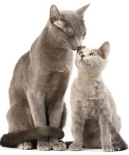 russian blue cat and kitten
