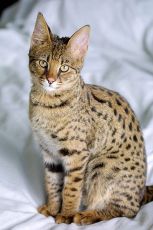 savannah cat