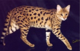 savannah cat walking