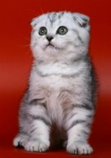 scottish fold kitten