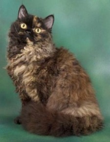 selkirk rex cat