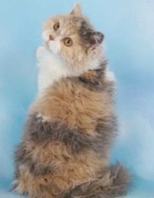 selkirk rex cat