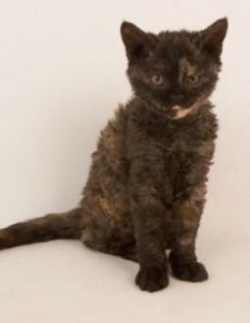 selkirk rex cat