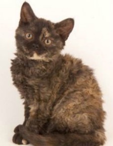 selkirk rex cat