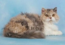 selkirk rex cat