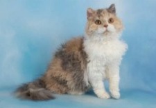 selkirk rex cat