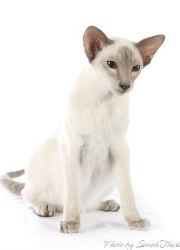 siamese cat