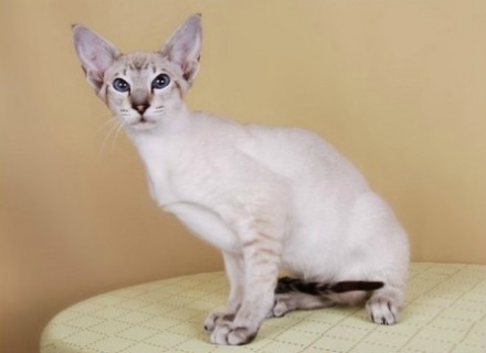 siamese cat breed