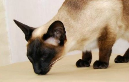 siamese cat