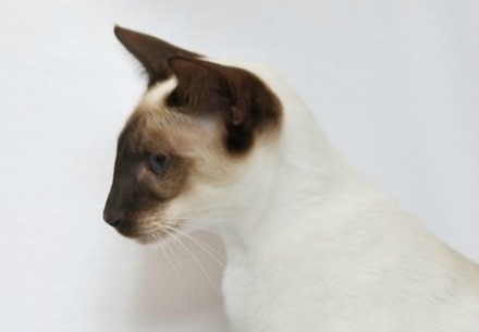 chocolate point siamese cat 