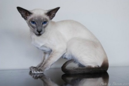 blue point siamese cat