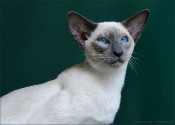 siamese cat