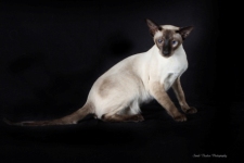 siamese cat