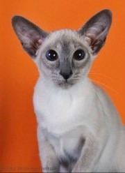 blue point siamese kitten