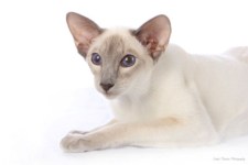 lilac siamese cat