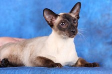 seal point siamese cat