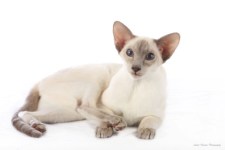 lilac siamese cat