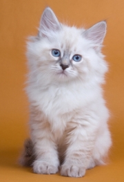 siberian forest kitten