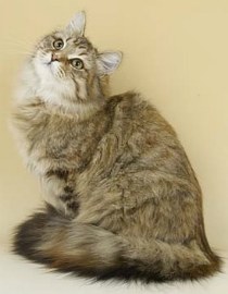 brown tabby siberian forest cat
