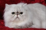 Silver Shaded Persian