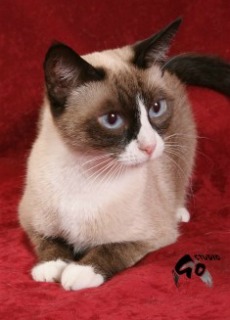 snowshoe cat 