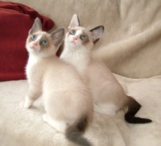 snowshoe cats