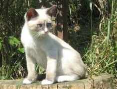 snowshoe cats