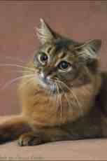 somali cat