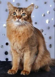 somali cat