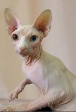 sphynx cat